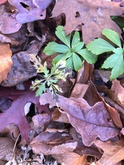 Hydrophyllum canadense