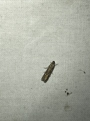 Phycitodes reliquellum