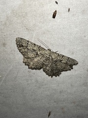 Cymatophora approximaria