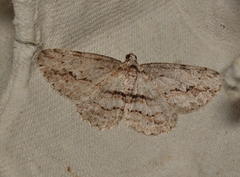 Didymoctenia exsuperata