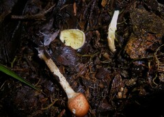 Lepiota castanea