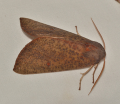 Plesanemma altafucata