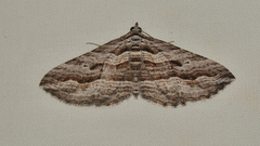 Chrysolarentia severata