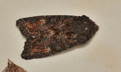 Neumichtis spumigera