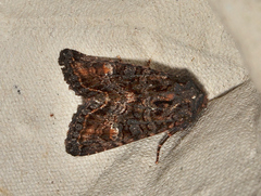 Neumichtis spumigera