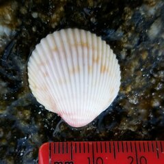 Dallocardia muricata