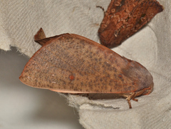 Plesanemma altafucata