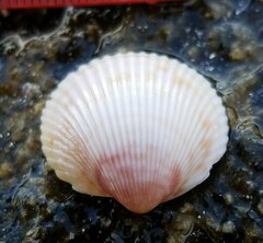 Dallocardia muricata