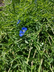 Commelina lanceolata