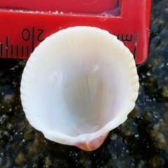 Dallocardia muricata