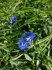 Commelina lanceolata