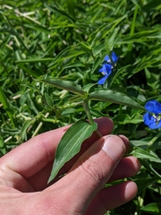 Commelina lanceolata