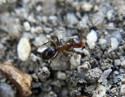 iNaturalist observation photo of Bicolored Pyramid Ant