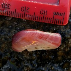 Modiolus americanus