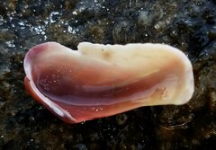Modiolus americanus