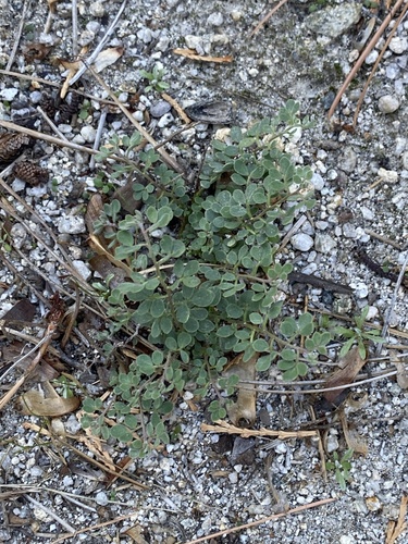 iNaturalist observation photo of Heermann's Lotus