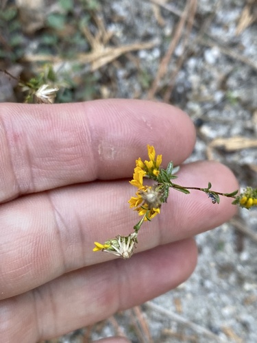 iNaturalist observation photo of Valley Lessingia