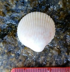 Dallocardia muricata