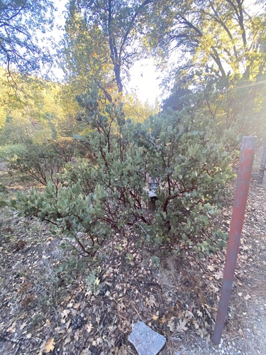 iNaturalist observation photo of California Pinkbract Manzanita