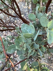 Arctostaphylos pringlei drupacea