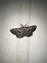 Cymatophora approximaria