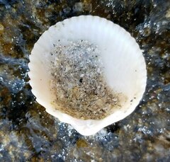 Dallocardia muricata