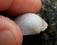 Dallocardia muricata