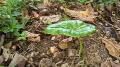 Alocasia macrorrhizos
