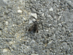 Tritoxa flexa