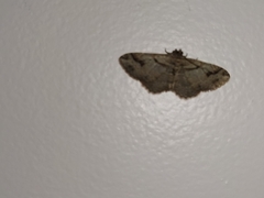 Costaconvexa centrostrigaria