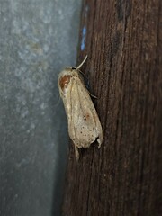 Mythimna convecta
