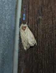 Mythimna convecta