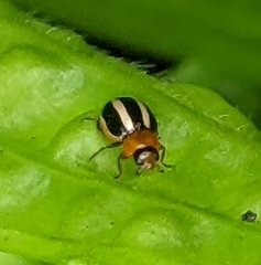 Brumoides suturalis