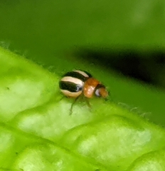 Brumoides suturalis