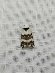 Thallarcha albicollis