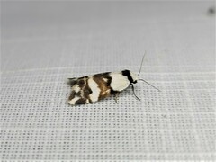 Thallarcha albicollis
