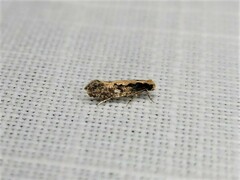 Monopis crocicapitella