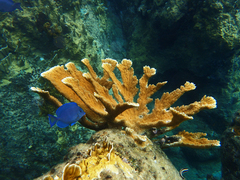 Acropora palmata