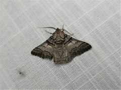 Hypobapta diffundens