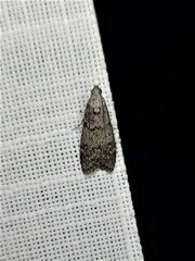 Heteromicta pachytera