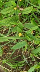 Sida rhombifolia