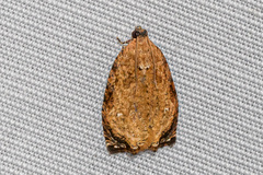Sycacantha inopinata