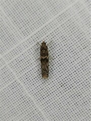 Ephestiopsis oenobarella