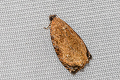 Sycacantha inopinata