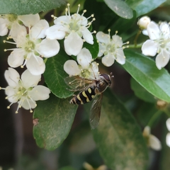 Syrphus shorae
