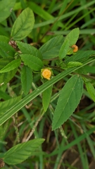 Sida rhombifolia