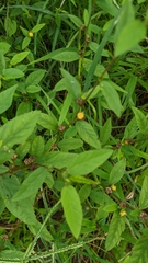 Sida rhombifolia