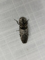 Cryptalaus prosectus