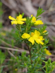 Hibbertia