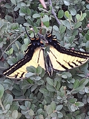 Papilio multicaudata